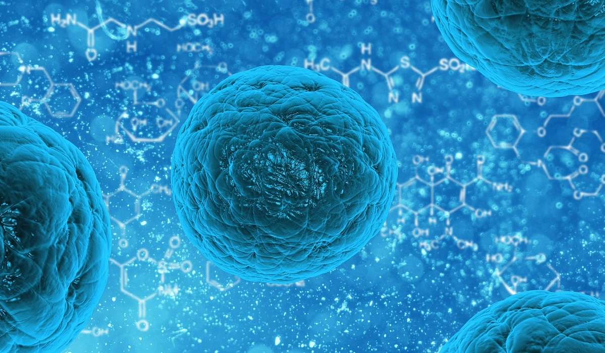Come si chiamano quei particolari linfociti presenti presenti anche nell'utero materno importanti nel riconoscimento e distruzione di cellule tumorali?