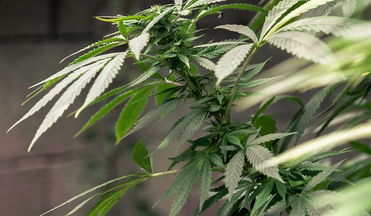 Le prime evidenze tangibili dell'utilizzo della cannabis risalgono a quale periodo?