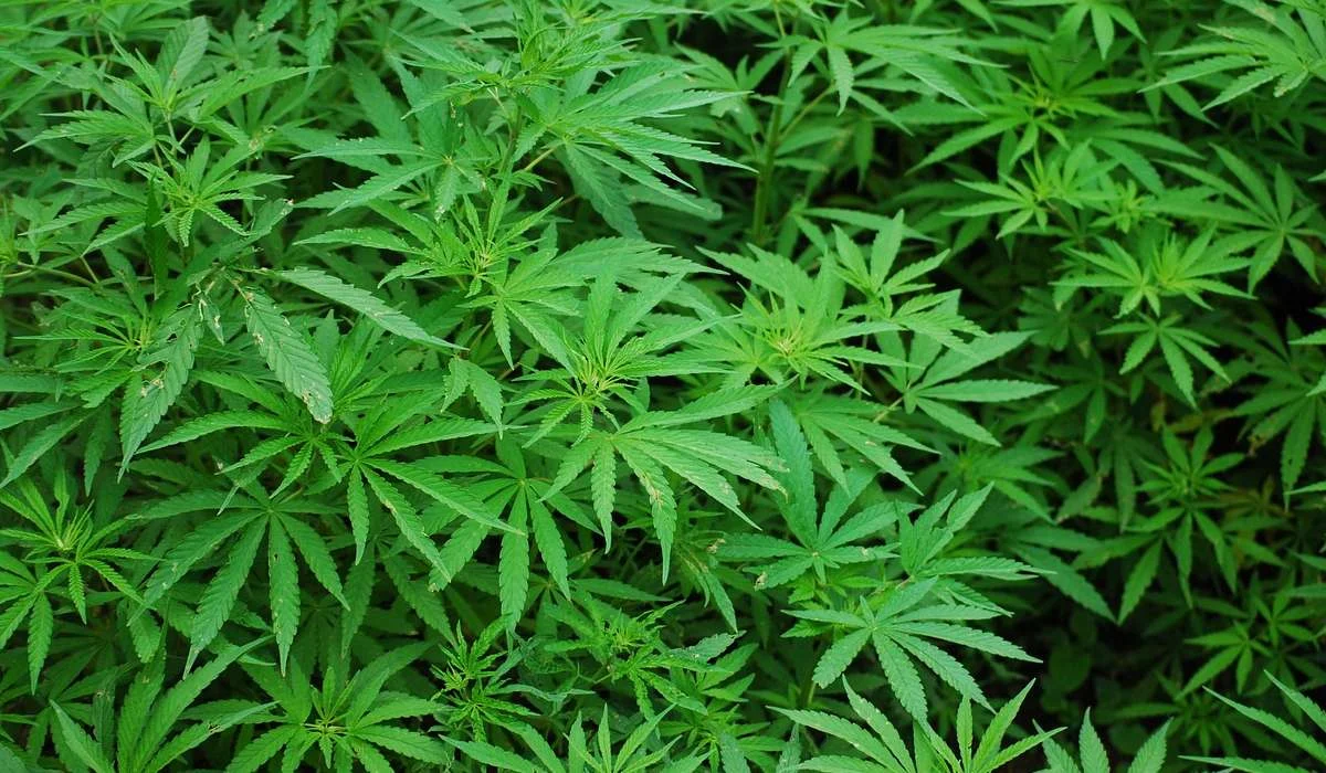 Quale di queste non è una delle conseguenze dirette dell'uso di marijuana?