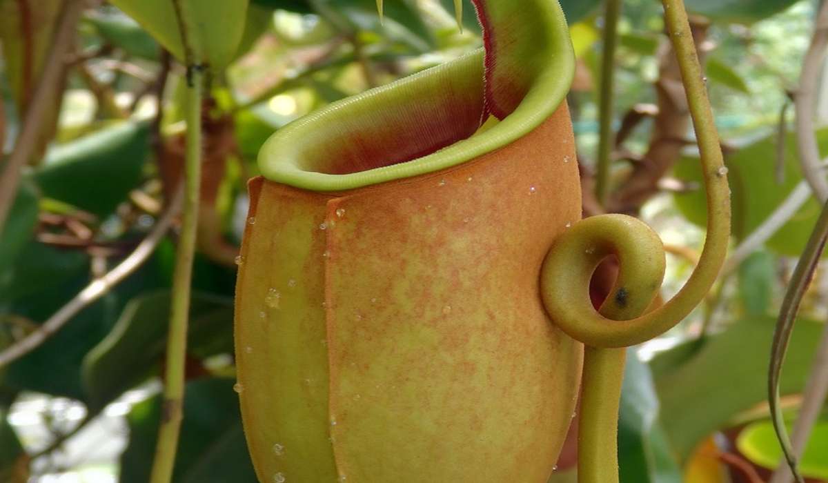 La Nepenthes bicalcarata è una pianta carnivora