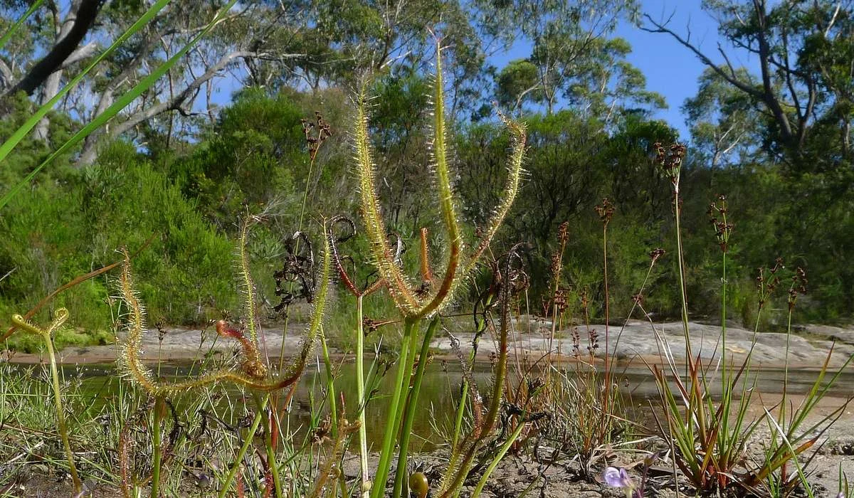 Quella in figura è un Drosera binata. Cosa usa per mangiare?