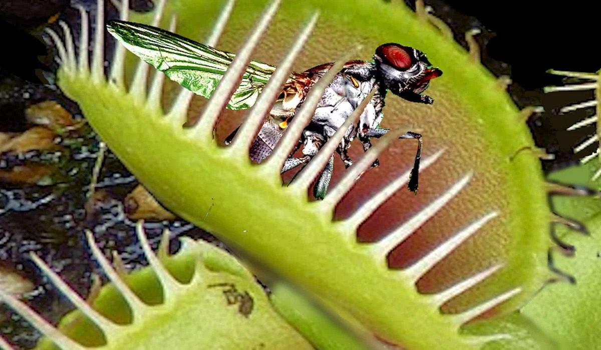 La venere acchiappamosche è sicuramente la pianta carnivora più famosa. Con quale altro nome è conosciuta?