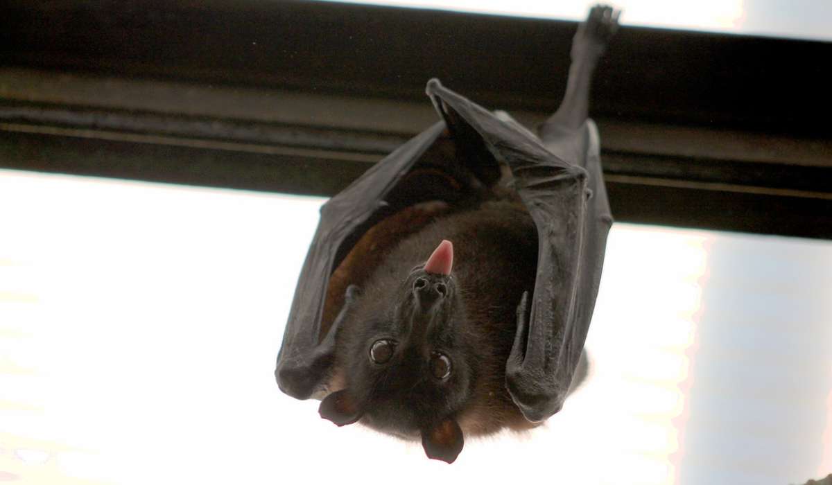 Come si chiamano anche gli animali comunemente conosciuti come pipistrelli?