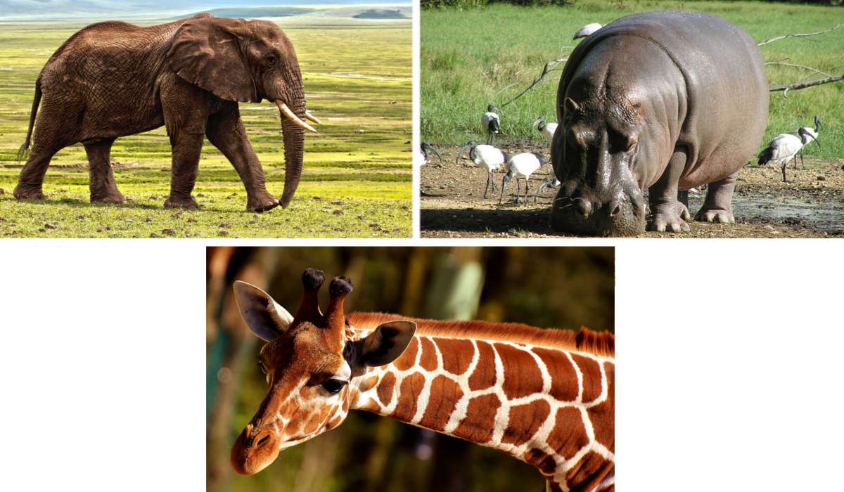 Qual è il più grande mammifero che vive sulla terra?