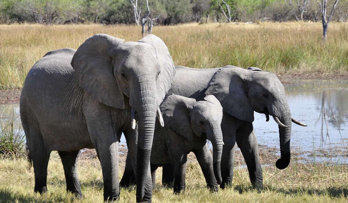 Quanto pesa un elefante africano di savana?