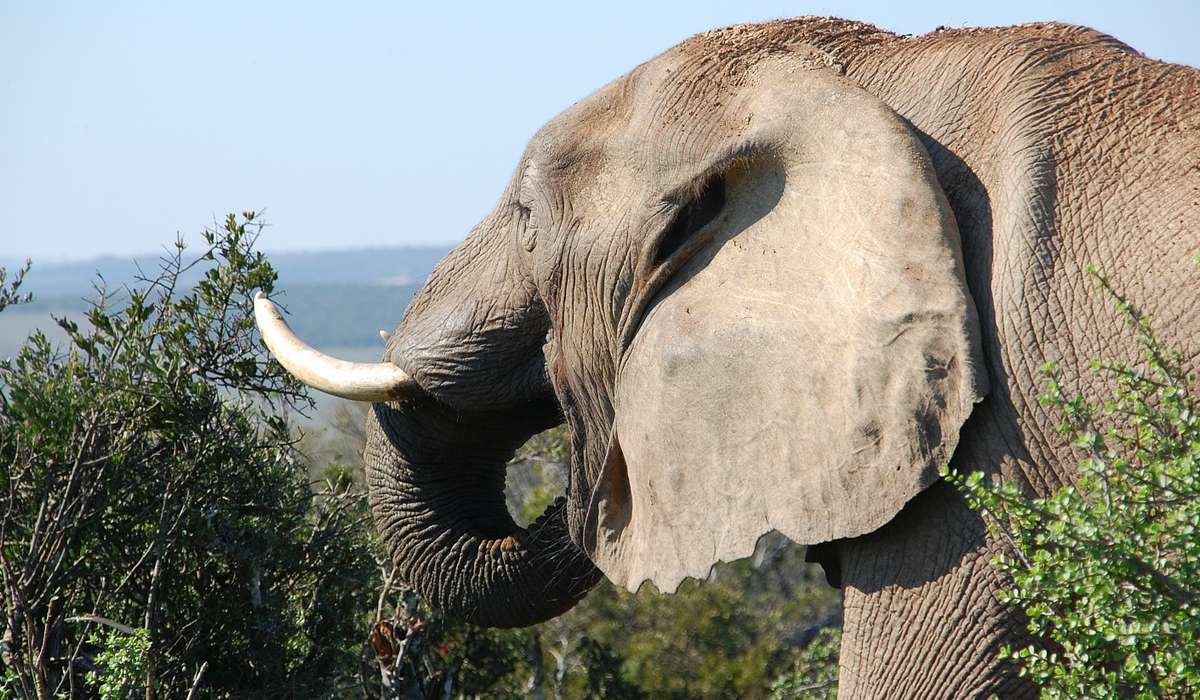 Cosa c'è di interessante nelle orecchie di un elefante?