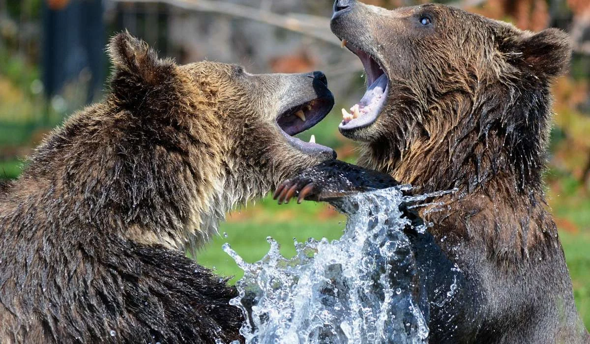 Cosa hanno in comune tutte le specie di orsi?