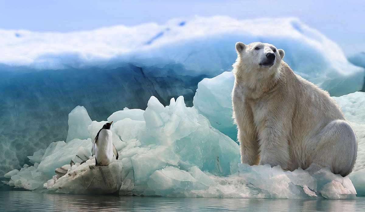 La dieta dell'orso polare è prevalentemente composta da