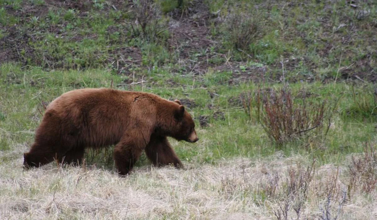 L'orso è il simbolo di quale città?