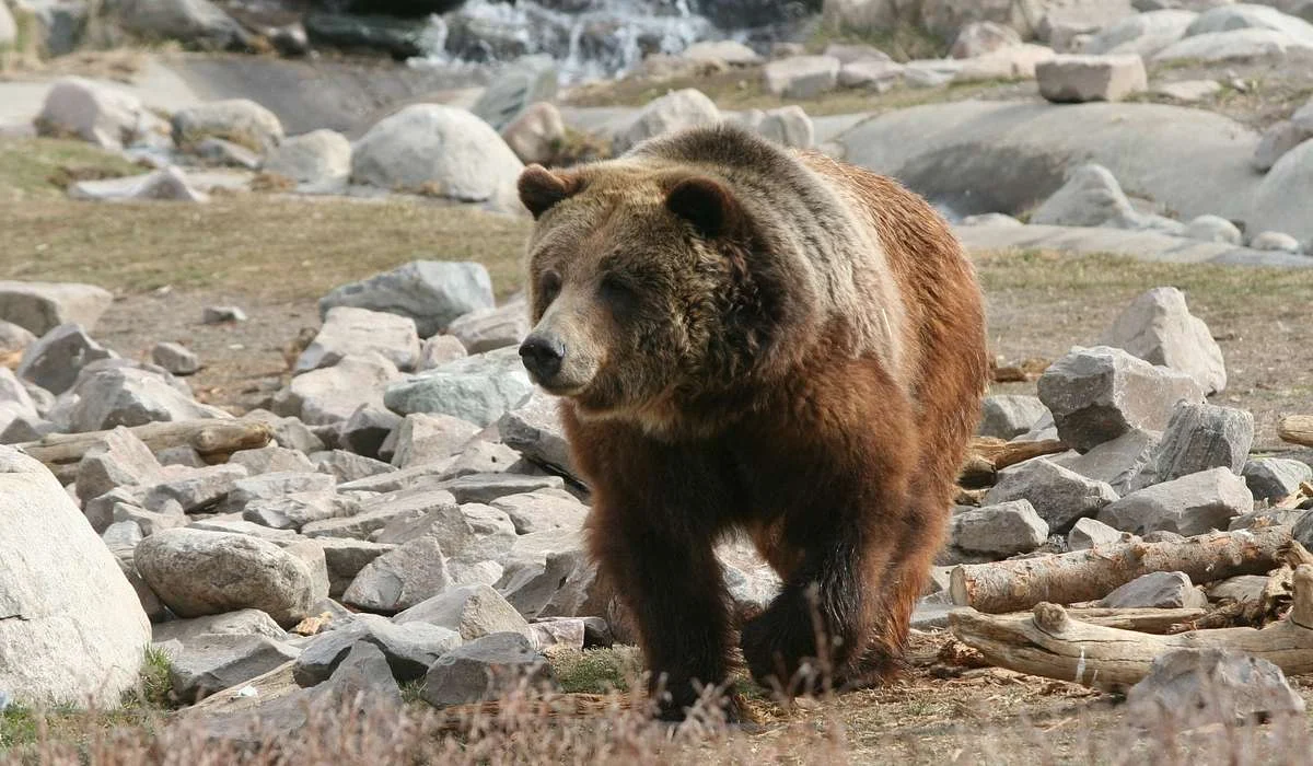 Quante falene mangiano gli orsi del parco di Yellowstone al giorno?