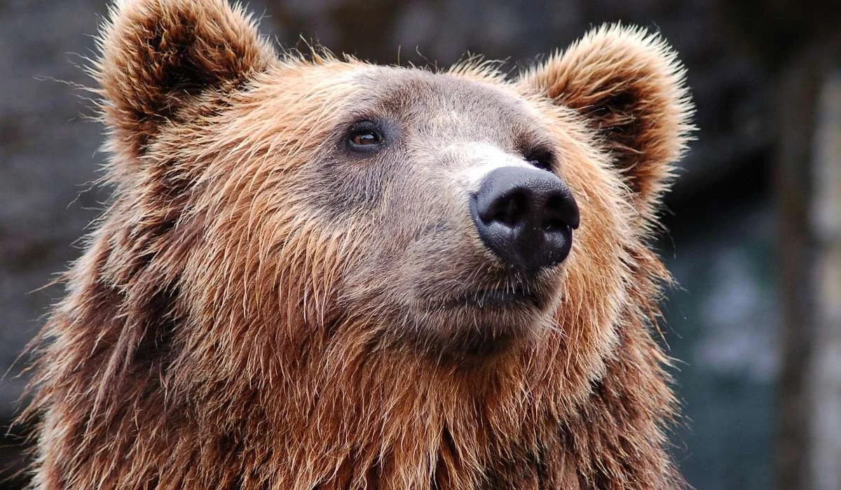 Come si chiamano gli orsi bruni del Nord America?