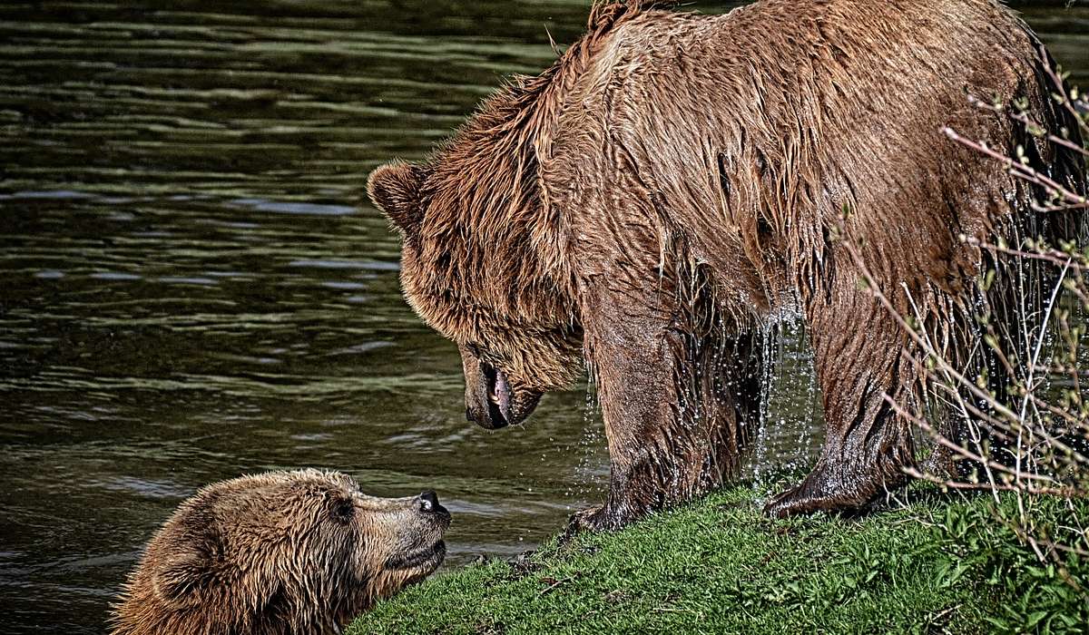 Qual è la particolarità del rapporto tra orso maschio e femmina?