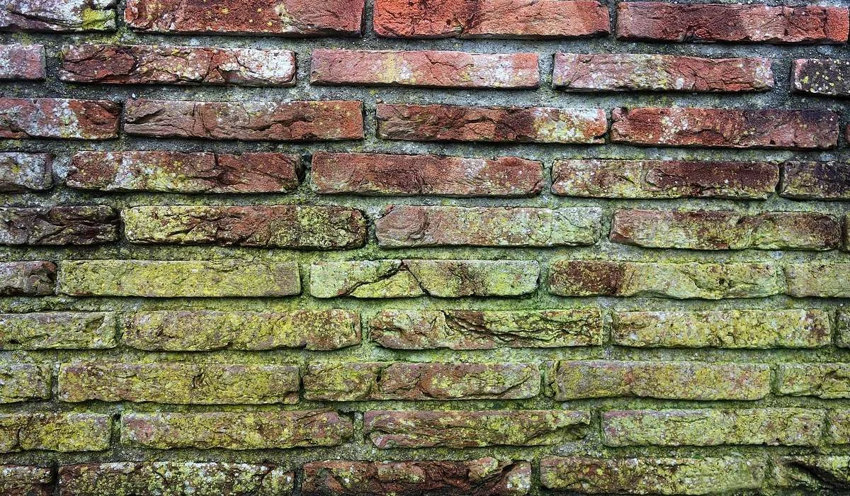 L’insediamento delle muffe nelle pareti è limitato al solo strato superficiale.