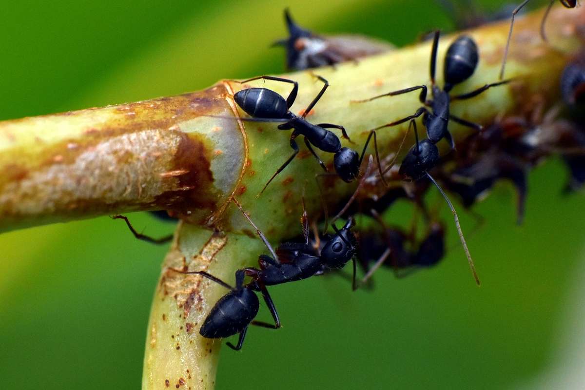 Quando mangi qualche insetto, cosa dovresti fare prima?