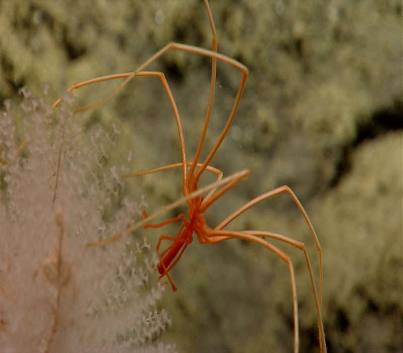 Fotografia nelle profondità marine di un esemplare appartenente al gruppo dei Picnogonidi.