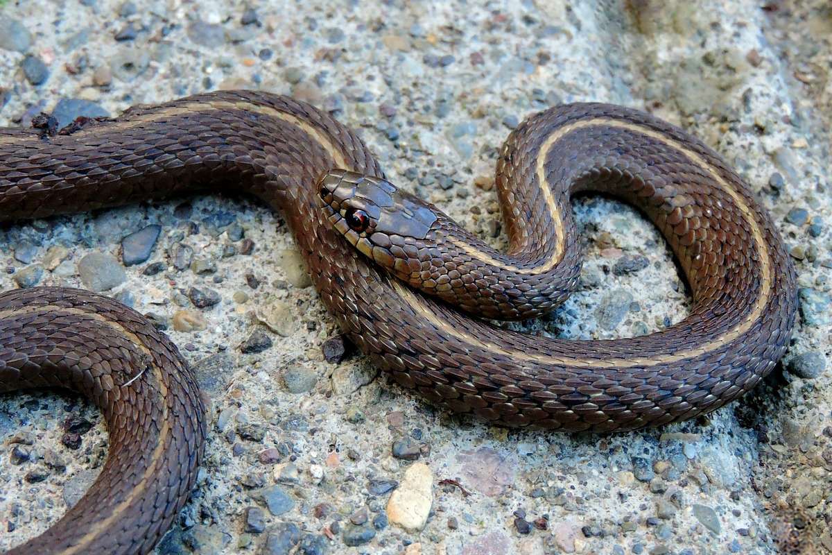 Cosa fanno alcuni serpenti giarrettiera del Manitoba durante l'atto riproduttivo?