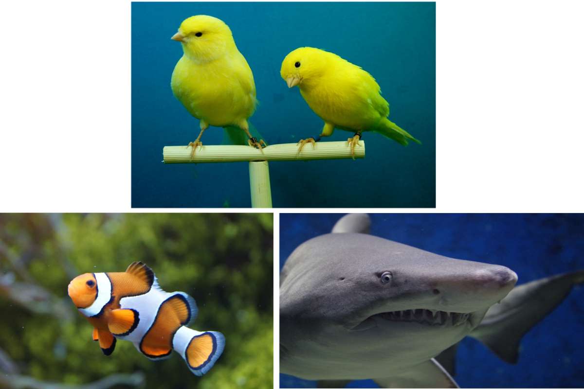 Quale di questi animali è famoso per cambiare sesso durante la loro vita?