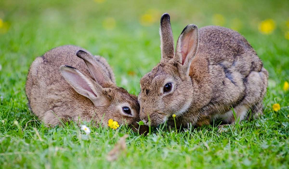 In un allevamento ci sono 4 dozzine di conigli. Quanti conigli ci sono?
