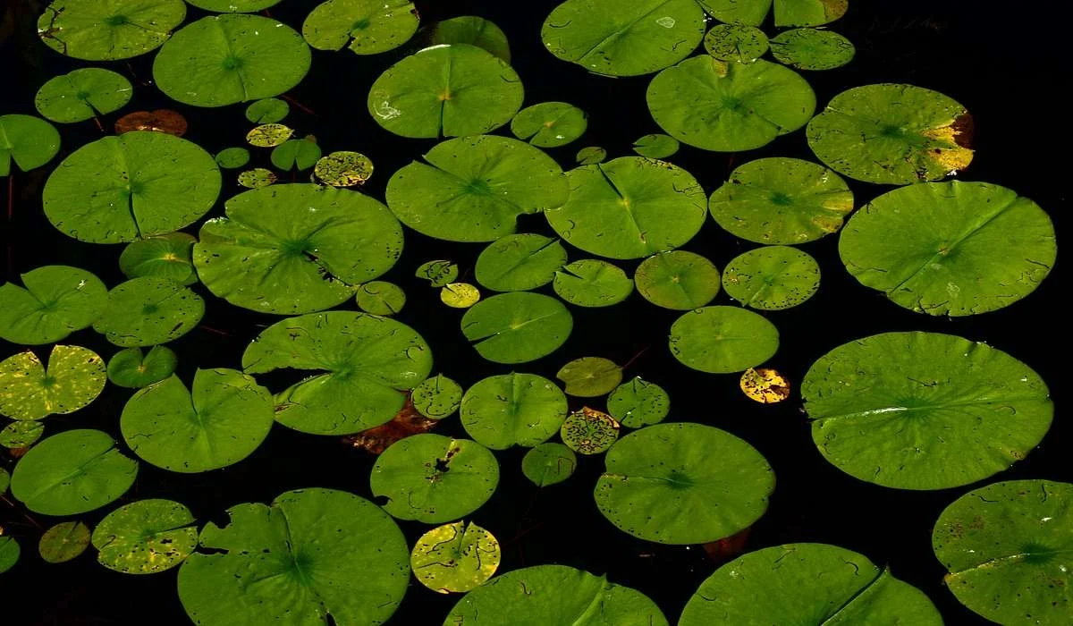 In un lago ci sono delle ninfee che raddoppiano il loro numero al passare di ogni minuto. Sapendo che dopo 1 ora il lago ne sarà pieno. Dopo quanto tempo il lago ne è pieno a metà?