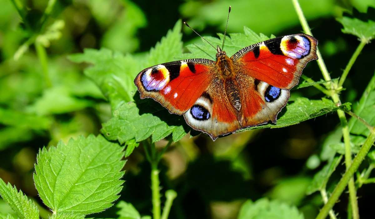 Quante sono le specie di farfalle e falene nel mondo?