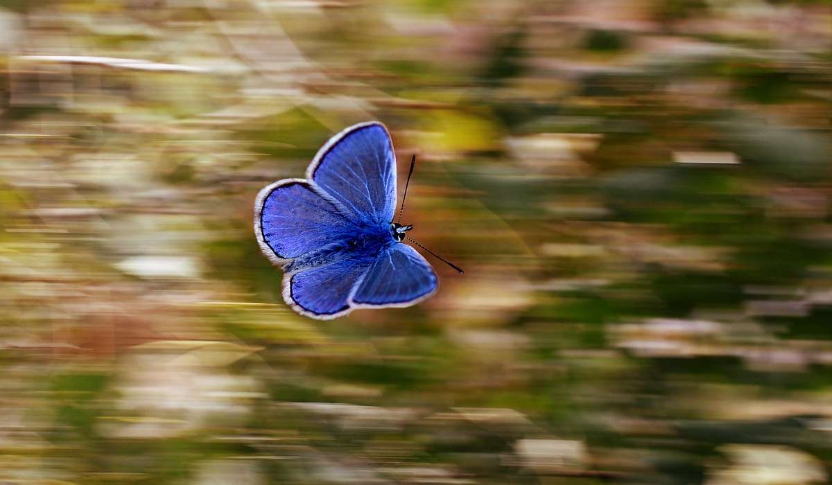 Esistono farfalle che migrano.