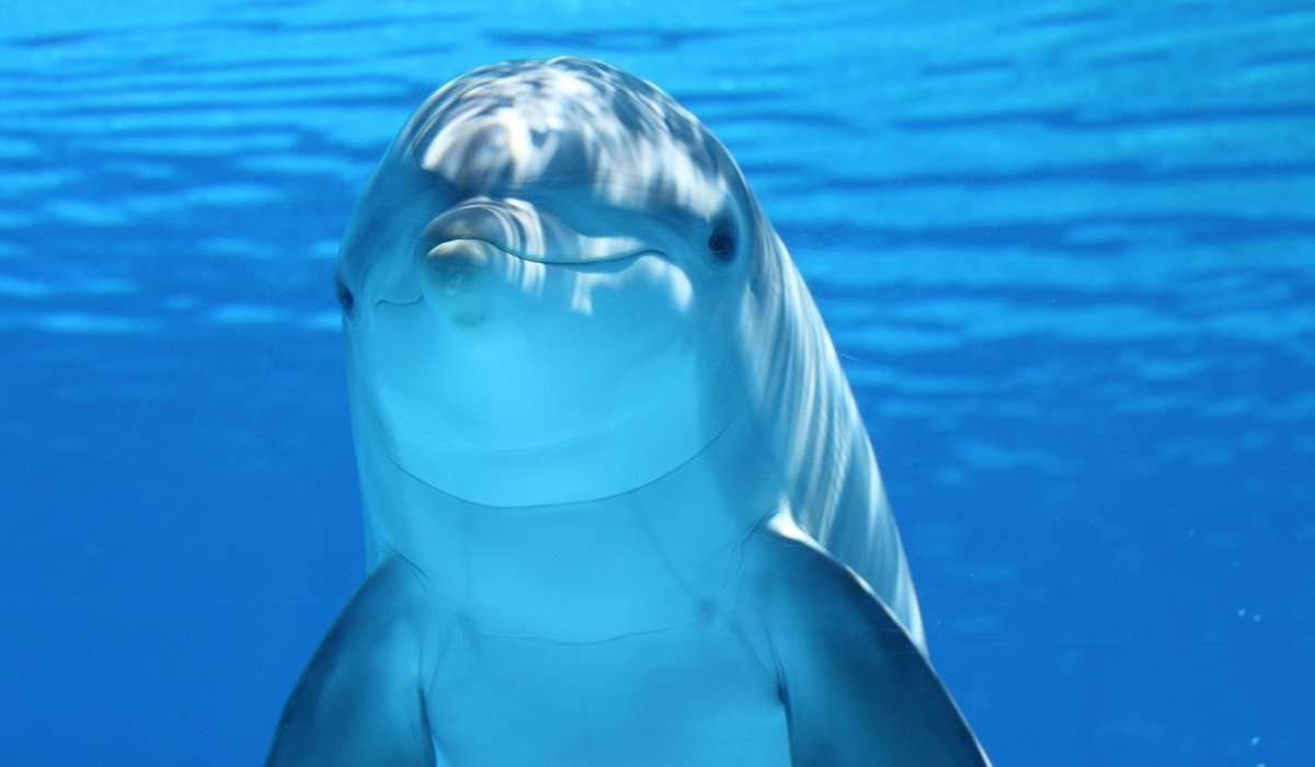 I delfini sono: