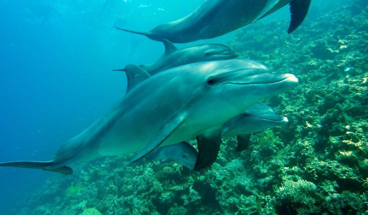 I delfini si nutrono prevalentemente di:
