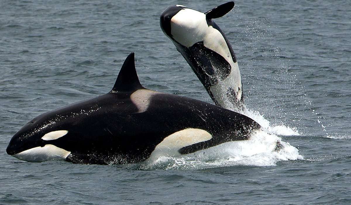 Le orche appartengono alla famiglia dei delfini?