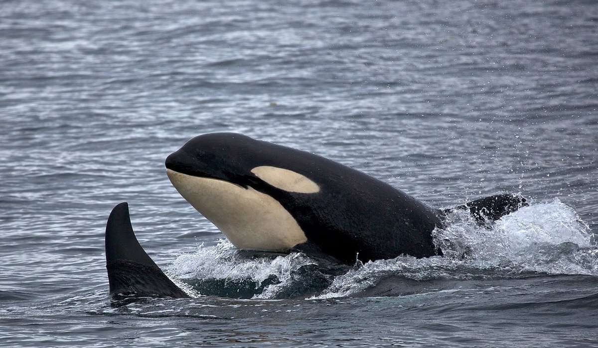 Il peso di un maschio di orca può arrivare a: 