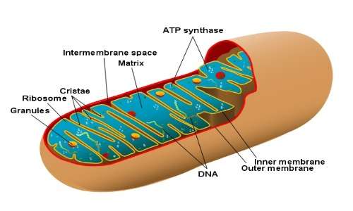 In ogni cellula ci sono i mitocondri, in cui è presente il DNA, fondamentale per risalire all'identità di Jack lo Squartatore