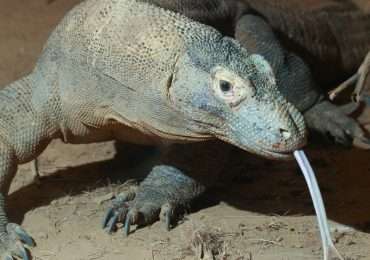 Il drago di Komodo è la lucertola più pesante e grande del mondo