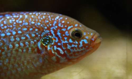 La fluorescenza viene sfruttata anche da molti esseri viventi come i pesci