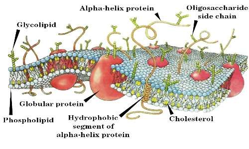La membrana della cellula eucariote