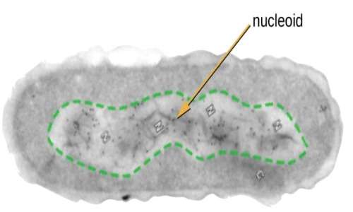 Il nucleoide è la regione della cellula procariota dove è presente il DNA.