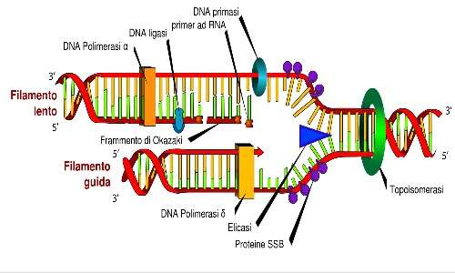 Per comprendere bene lo svolgersi della PCR a livello di meccanismo molecolare bisogna conoscere bene il meccanismo di replicazione del DNA e quindi tutte le varie parti e condizioni della forcella replicativa.