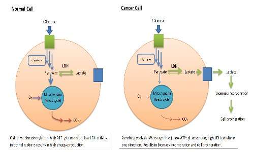 L'effetto warburg implica tassi di glicolisi molto maggiori nelle cellule tumorali e la loro preferenza a una fermentazione lattica.