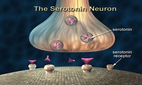 La serotonina è un neurotrasmettitore che regola numerose attività, tra cui quella legata ai processi comportamentali