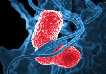 I batteri sono caratterizzati da una cellula procariota
