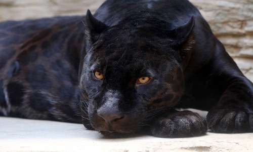 Sembra che il leone nero non possa esistere poichè non può raggiungere i livelli di melanismo di giaguari e leopardi.