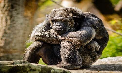 Gli scimpanzè sono primati non umani in cui non sono presenti fenomeni di discriminazione razziale