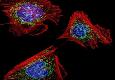 Cellule di topo: un esempio di cellula eucariote
