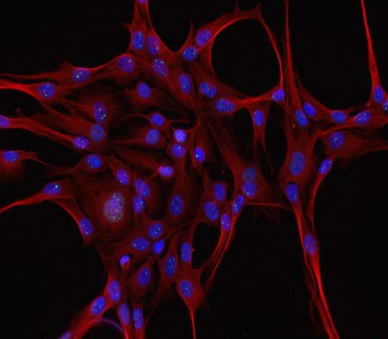 Colorazione tripla dei neuroni, cellule di cui alcune possono produrre serotonina