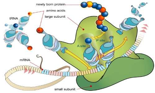 I ribosomi sono presenti in entrambi i tipi cellulari.