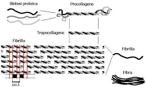 Le fibre di collagene hanno una struttura complessa