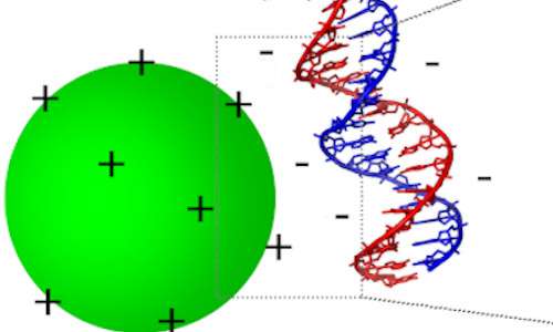 Interazione tra DNA e polimero cationico per terapia genica non virale