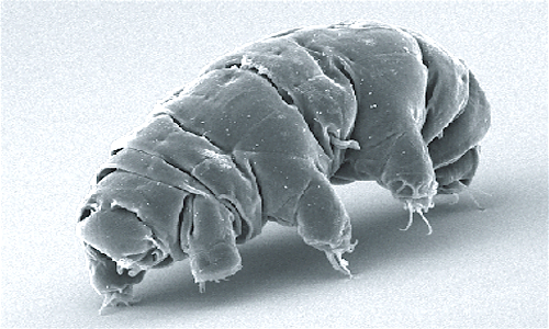 Il tardigrado è un microscopico animale appartenente ai protostomi