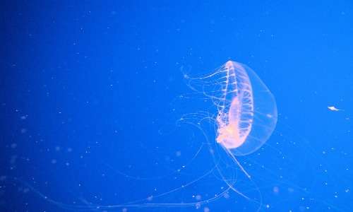 La medusa aequorea victoria produce luminescenza grazie alla GFP e alla acquorina