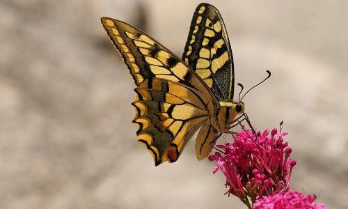 Il macaone è una farfalla molto comune in diverse aree del mondo. I suoi colori sgargianti sono caratteristici.