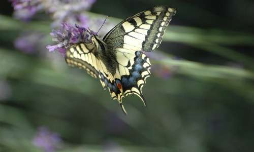 Il macaone allo stadio di farfalla si presenta con le ali dal colore giallo-nero con screziature blu e due piccole macchiette rosse.