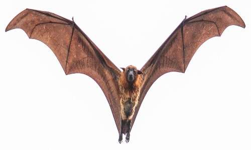 Un esemplare di pipistrello gigante in volo. Si possono notare le sue orecchie piccole ed il volto simile a quello di una volpe.